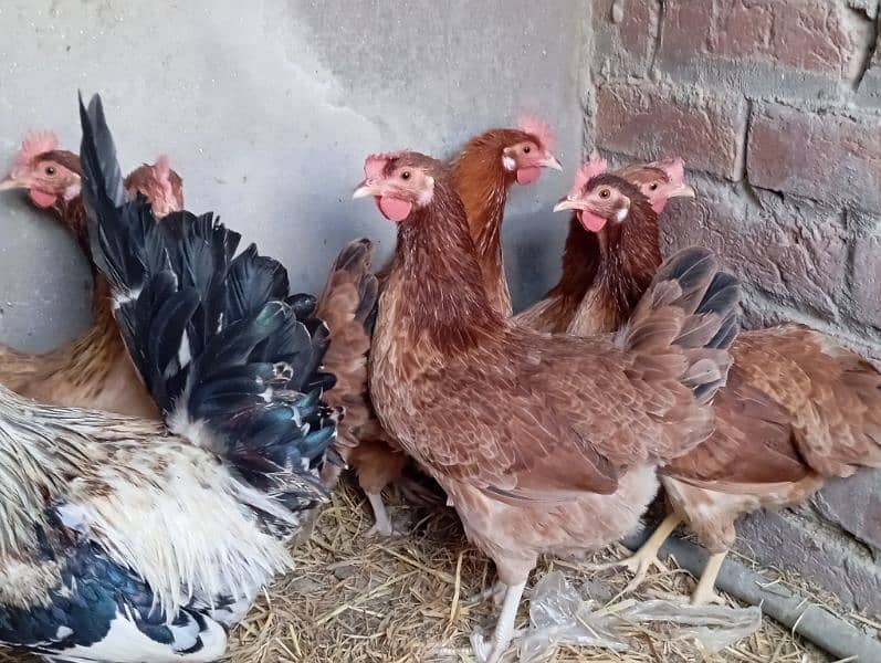 Desi misri egg lying starter hen for sale 0