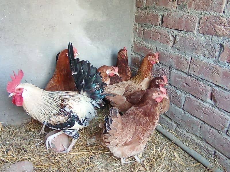 Desi misri egg lying starter hen for sale 1