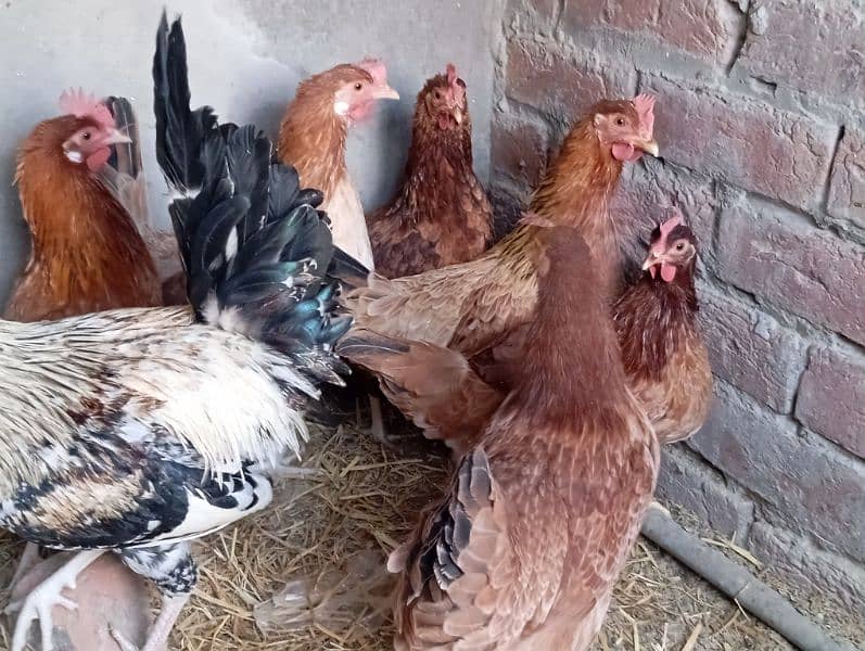 Desi misri egg lying starter hen for sale 2