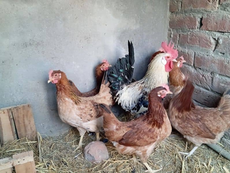 Desi misri egg lying starter hen for sale 3