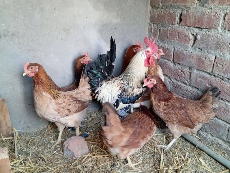 Desi misri egg lying starter hen for sale 4