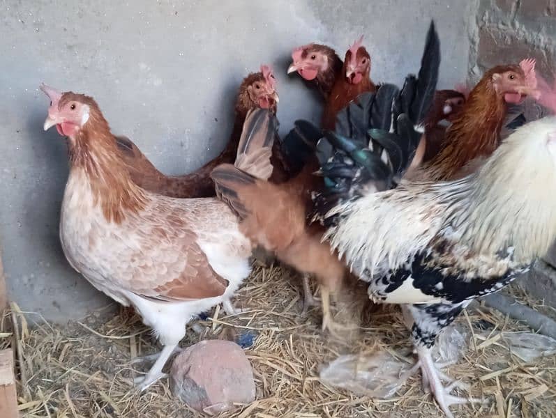 Desi misri egg lying starter hen for sale 5