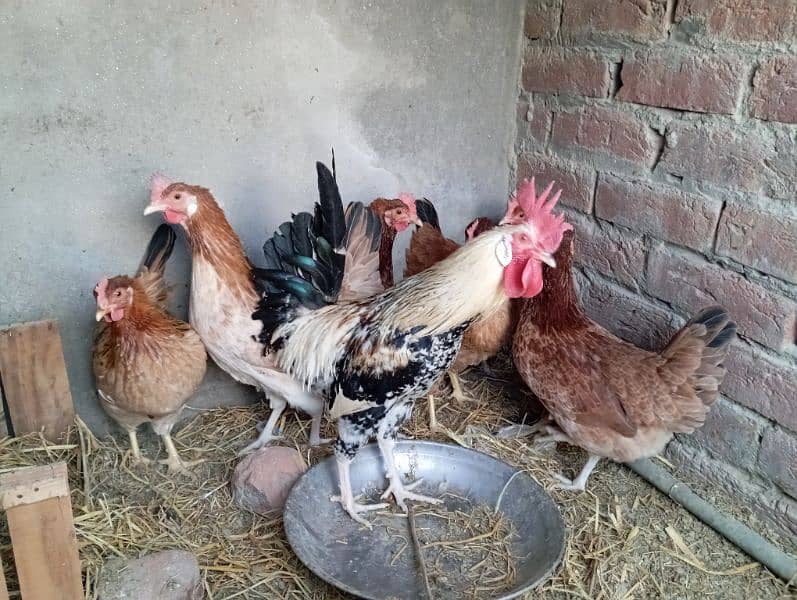 Desi misri egg lying starter hen for sale 6