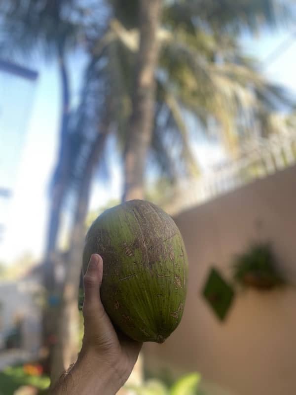 Fresh homegrown coconuts/naarial for sale, price negotiable 0