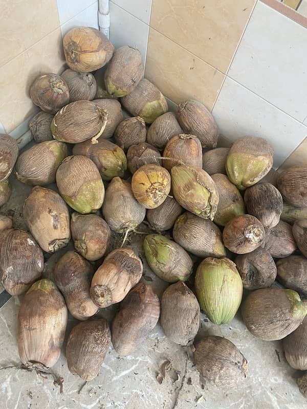 Fresh homegrown coconuts/naarial for sale, price negotiable 2