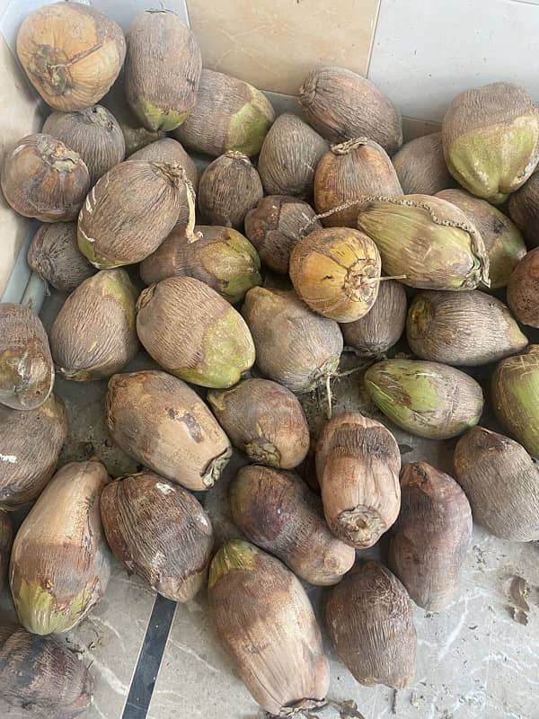 Fresh homegrown coconuts/naarial for sale, price negotiable 3