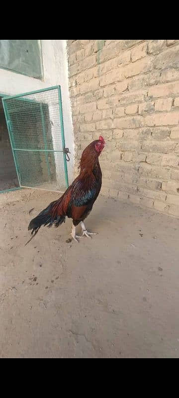 pure aseel pair for sale. . . . . only whtsap 03196945520 1