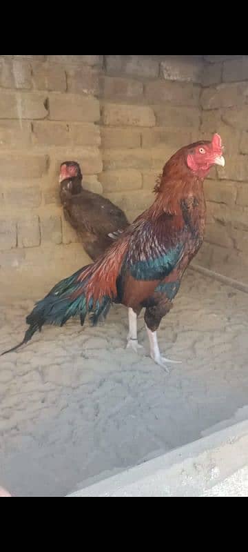 pure aseel pair for sale. . . . . only whtsap 03196945520 2