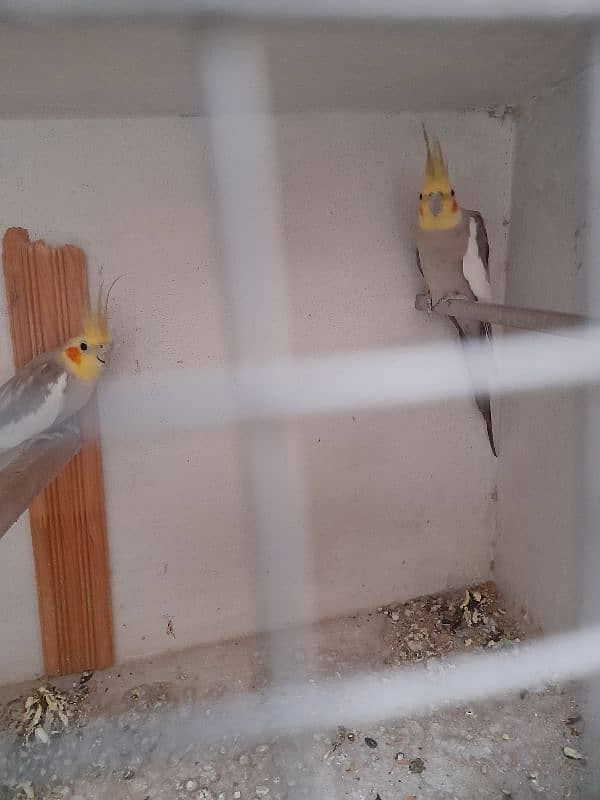 Cockatiel Breeder Pair 1