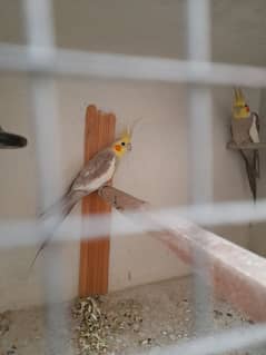 Cockatiel Breeder Pair