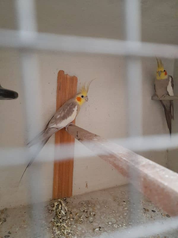 Cockatiel Breeder Pair 0