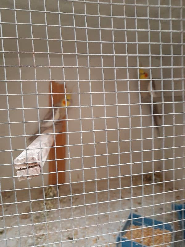 Cockatiel Breeder Pair 4