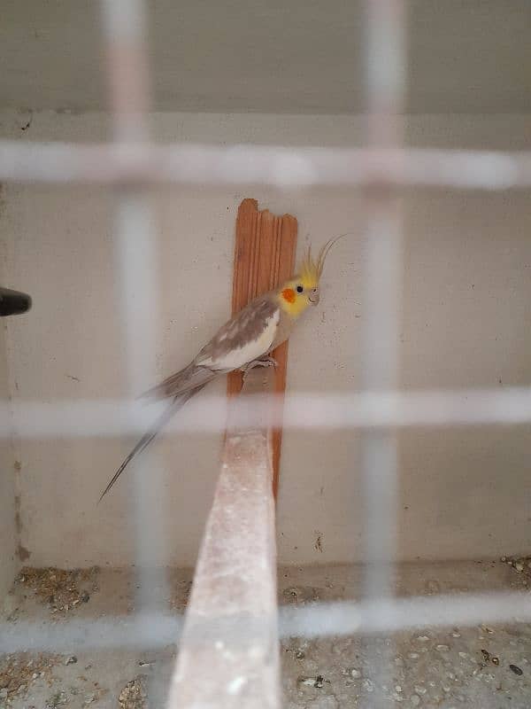 Cockatiel Breeder Pair 7