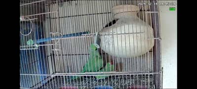 ringneck breeder pair