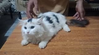 cute cat