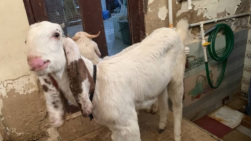 Goats for Sale 1