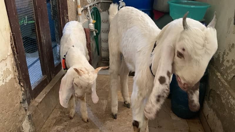 Goats for Sale 2