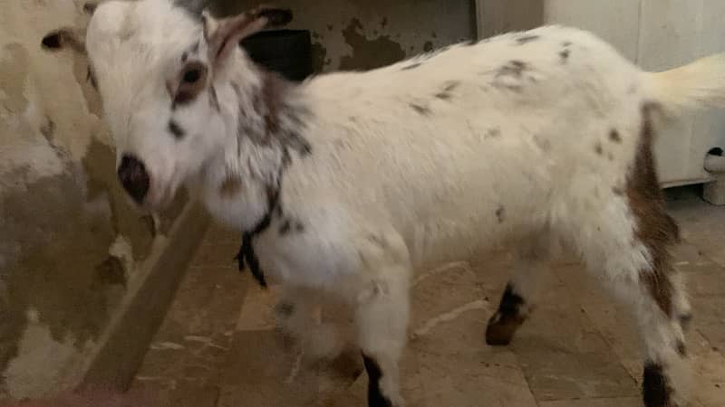 Goats for Sale 5