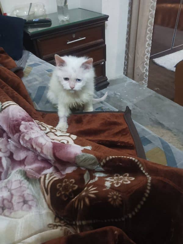 cat sale male 2