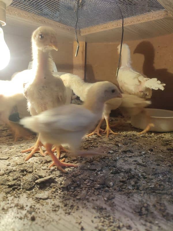 Ayam cemani chicks 0