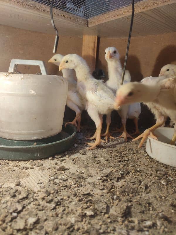 Ayam cemani chicks 1