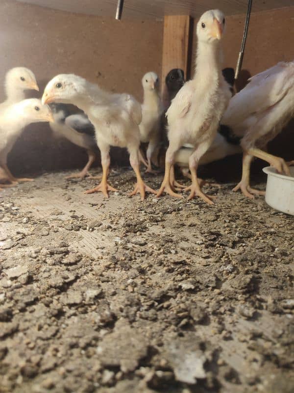 Ayam cemani chicks 2