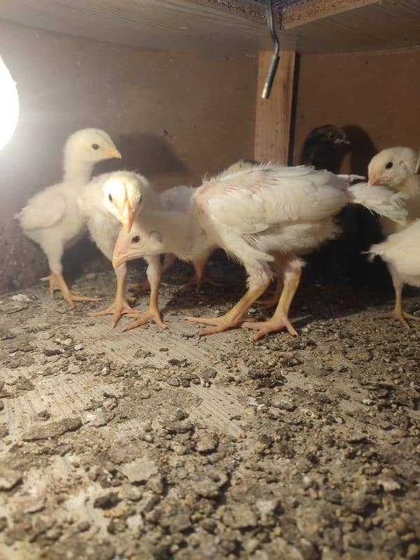 Ayam cemani chicks 3