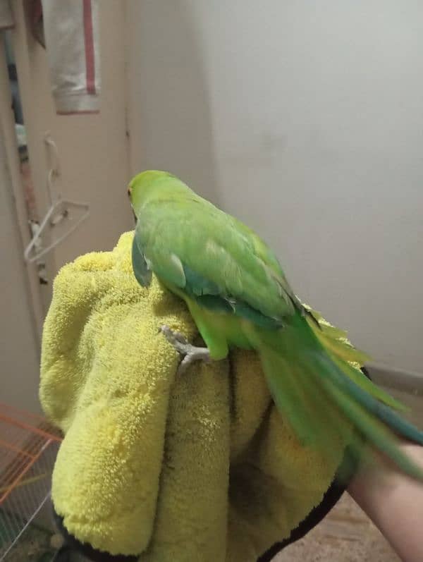 hand tame ringneck female for sale 9