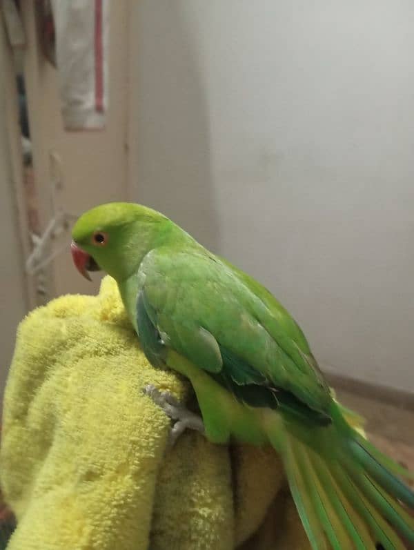 hand tame ringneck female for sale 10