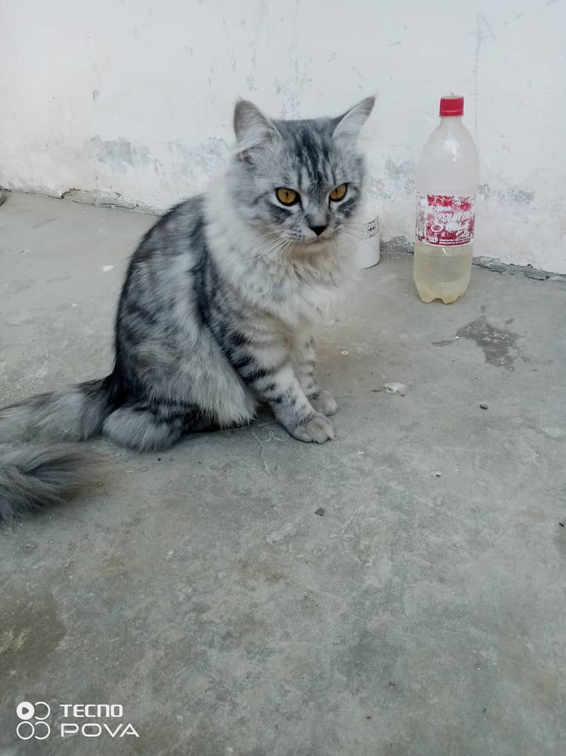 Smoky Grey Young Persian cats pair for sale 0