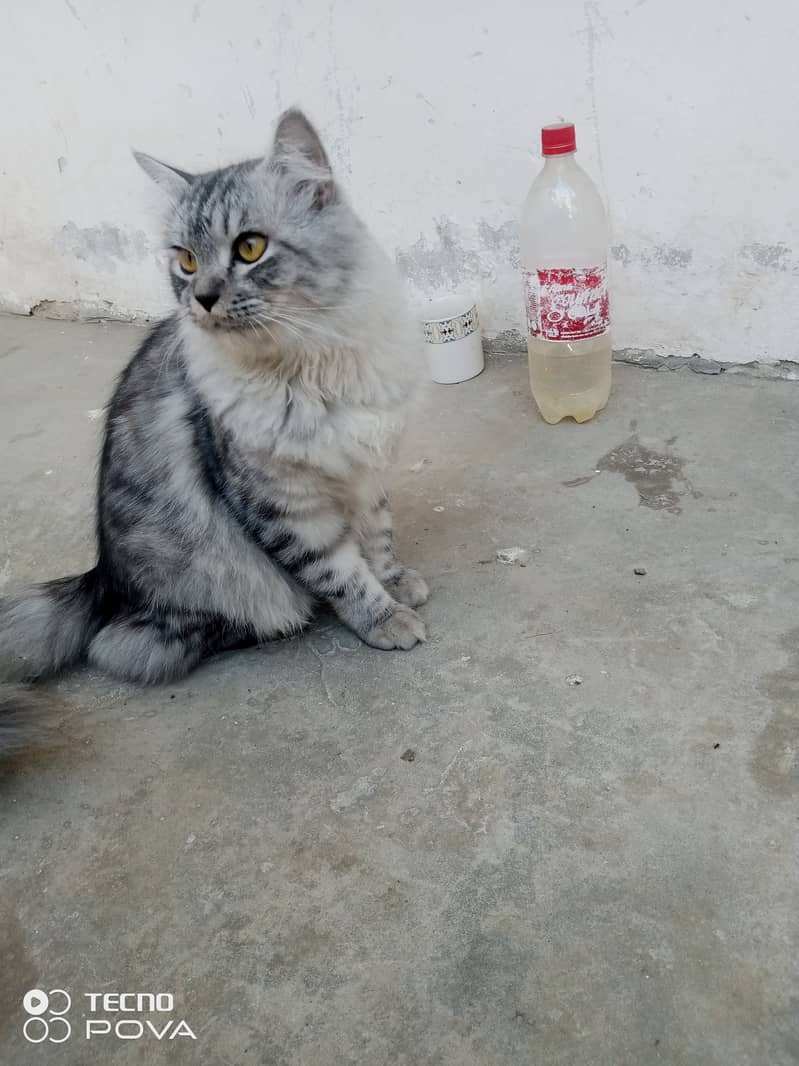 Smoky Grey Young Persian cats pair for sale 1