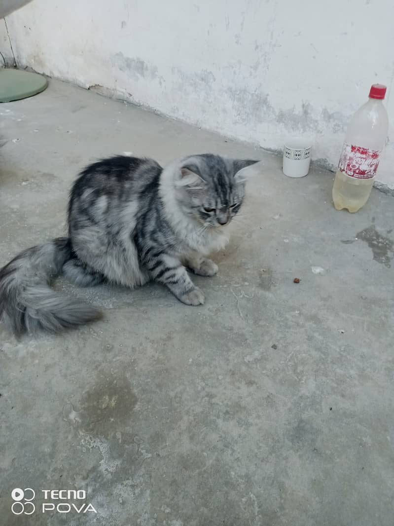 Smoky Grey Young Persian cats pair for sale 2