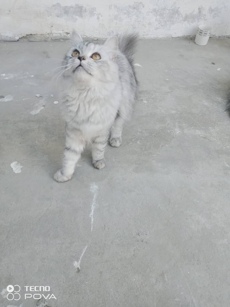 Smoky Grey Young Persian cats pair for sale 3