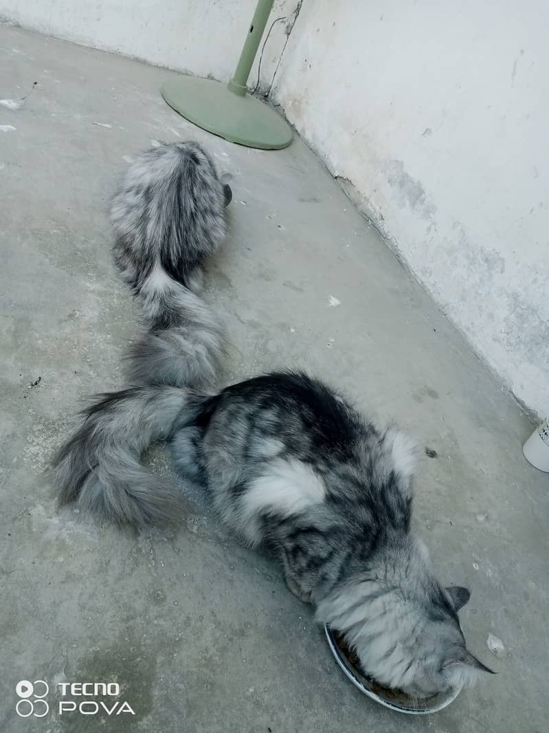 Smoky Grey Young Persian cats pair for sale 4