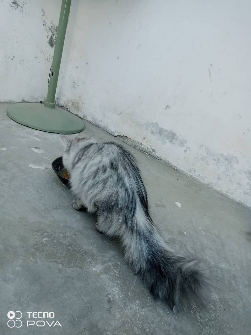 Smoky Grey Young Persian cats pair for sale 5