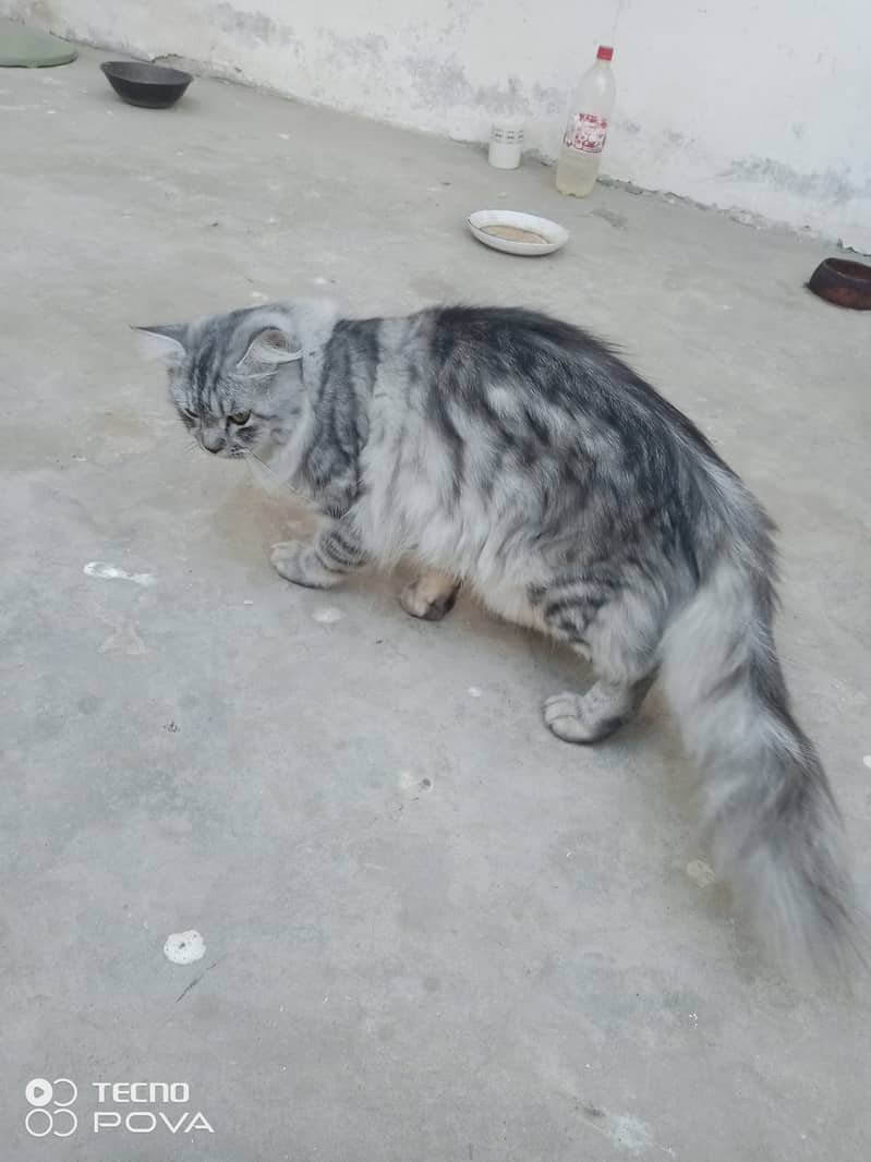 Smoky Grey Young Persian cats pair for sale 6