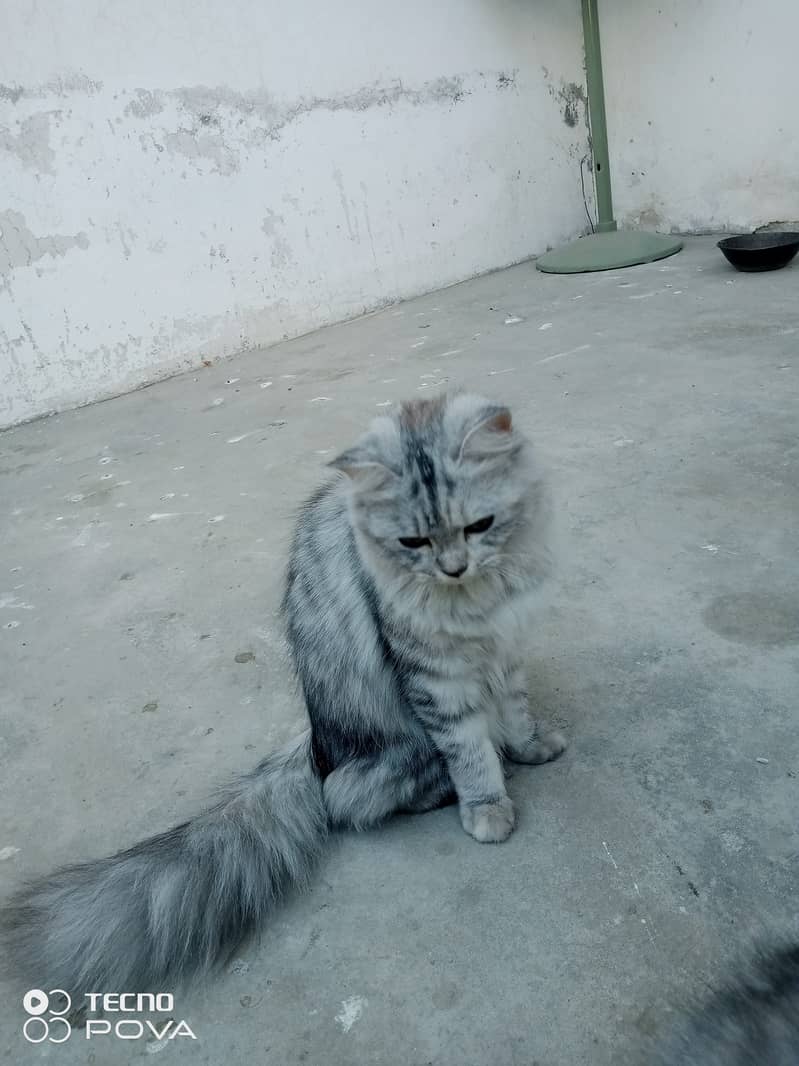 Smoky Grey Young Persian cats pair for sale 7