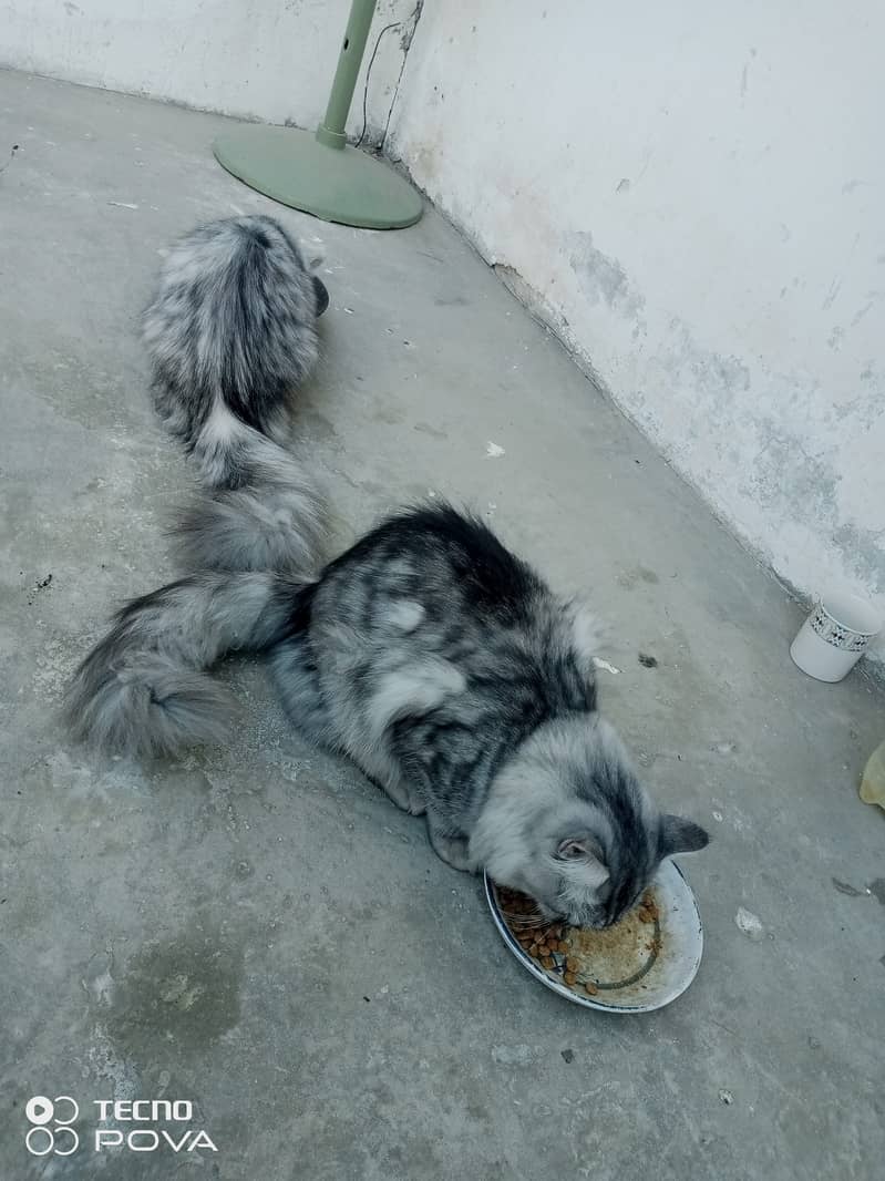 Smoky Grey Young Persian cats pair for sale 8