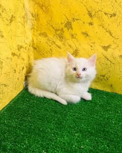 PERSIAN KITTEN FOR SALE ONLY CONTACT WHATUP  03201711036