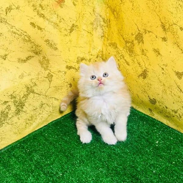 PERSIAN KITTEN FOR SALE ONLY CONTACT WHATUP  03201711036 1