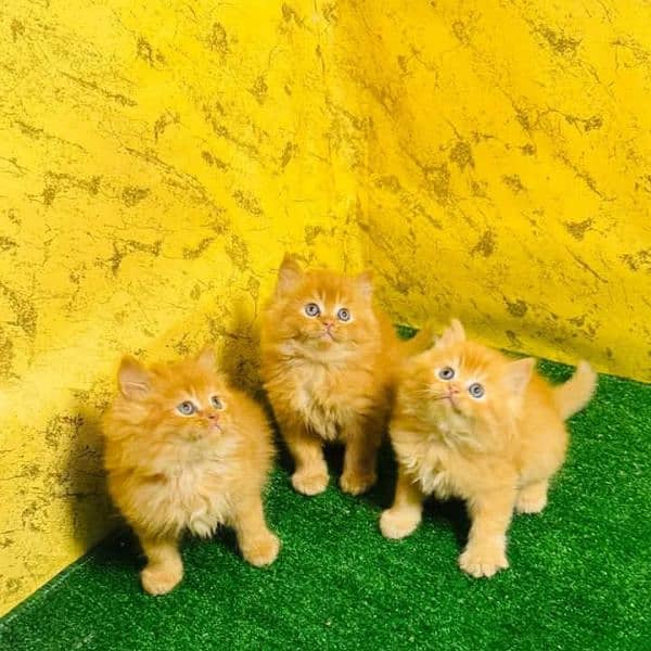 PERSIAN KITTEN FOR SALE ONLY CONTACT WHATUP  03201711036 2