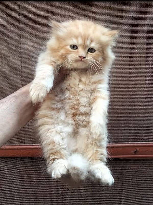 PERSIAN KITTEN FOR SALE ONLY CONTACT WHATUP  03201711036 3