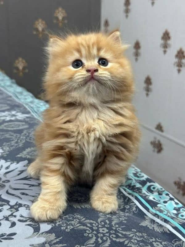 PERSIAN KITTEN FOR SALE ONLY CONTACT WHATUP  03201711036 4