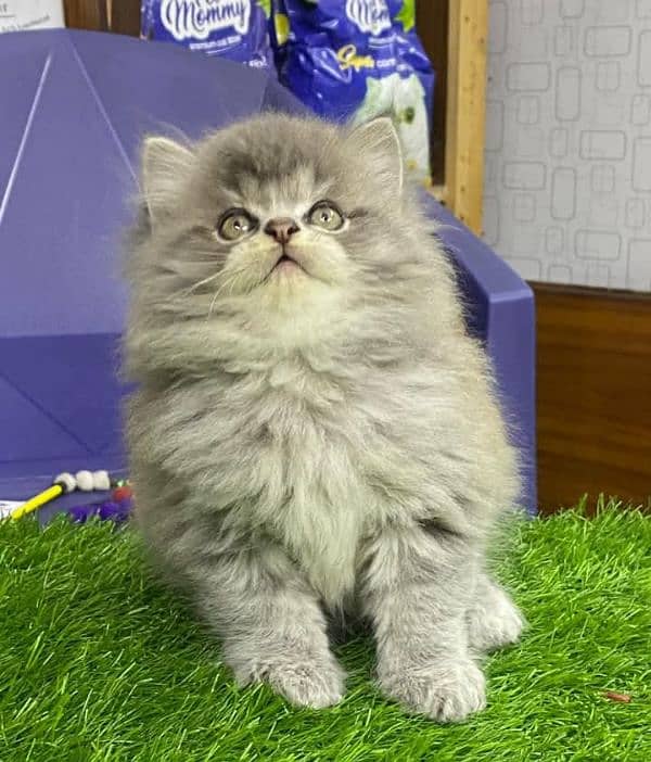 PERSIAN KITTEN FOR SALE ONLY CONTACT WHATUP  03201711036 5