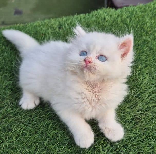 PERSIAN KITTEN FOR SALE ONLY CONTACT WHATUP  03201711036 9