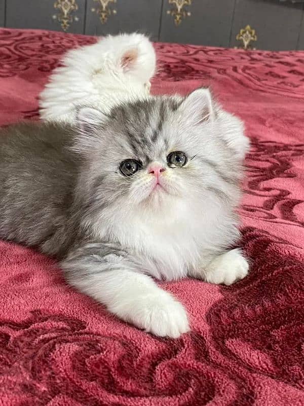 PERSIAN KITTEN FOR SALE ONLY CONTACT WHATUP  03201711036 10