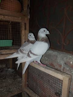 Qasad pigeon's urgent for sale.