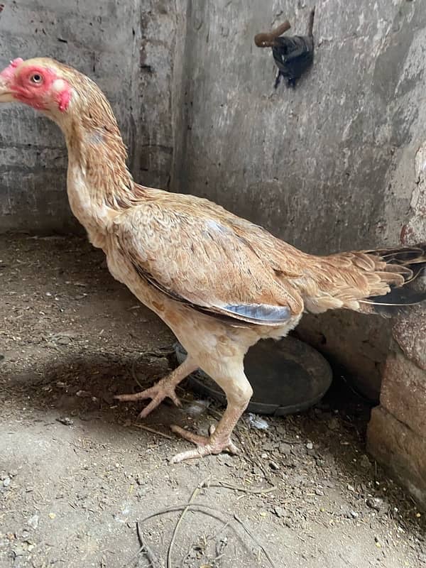 hen available for sale 0