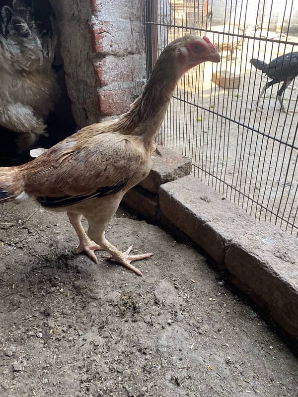 hen available for sale 1