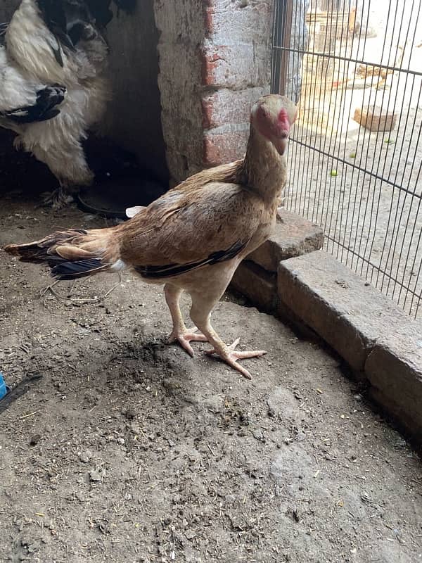 hen available for sale 2